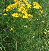 třezalka tečkovaná <i>(Hypericum perforatum)</i> / Habitus