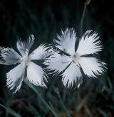 hvozdík písečný <i>(Dianthus arenarius)</i> / Květ/Květenství