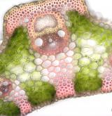 válečka prapořitá <i>(Brachypodium pinnatum)</i> / List