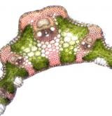 válečka prapořitá <i>(Brachypodium pinnatum)</i> / List