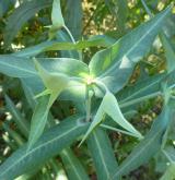 pryšec skočcový <i>(Euphorbia lathyris)</i> / Habitus