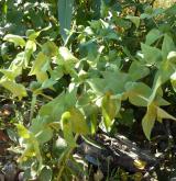 pryšec skočcový <i>(Euphorbia lathyris)</i> / Habitus