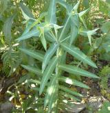 pryšec skočcový <i>(Euphorbia lathyris)</i> / Habitus