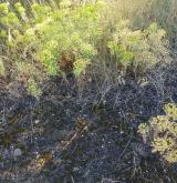 pryšec sivý <i>(Euphorbia seguieriana)</i> / Habitus