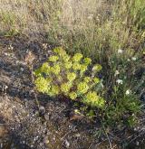 pryšec sivý <i>(Euphorbia seguieriana)</i> / Habitus