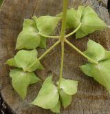 pryšec srpovitý <i>(Euphorbia falcata)</i> / Květ/Květenství