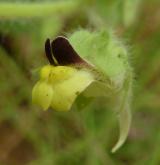 úporek pochybný <i>(Kickxia spuria)</i> / Květ/Květenství