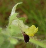 úporek pochybný <i>(Kickxia spuria)</i> / Květ/Květenství