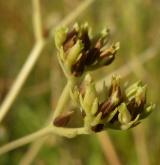 kozlíček zubatý <i>(Valerianella dentata)</i> / Plod
