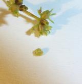 kozlíček zubatý <i>(Valerianella dentata)</i> / Plod