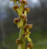 vemeníček zelený <i>(Coeloglossum viride)</i> / Květ/Květenství