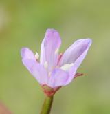 vrbovka žabincolistá <i>(Epilobium alsinifolium)</i> / Květ/Květenství