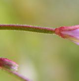 vrbovka žabincolistá <i>(Epilobium alsinifolium)</i> / Květ/Květenství