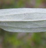 protěž norská <i>(Gnaphalium norvegicum)</i> / List