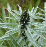 protěž norská <i>(Gnaphalium norvegicum)</i> / Květ/Květenství