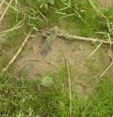 stolístek přeslenitý <i>(Myriophyllum verticillatum)</i> / Habitus