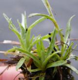 protěž nízká <i>(Gnaphalium supinum)</i> / List