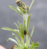 protěž nízká <i>(Gnaphalium supinum)</i> / Habitus