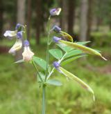hrachor horský <i>(Lathyrus linifolius)</i> / Habitus