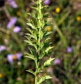 pupava bezlodyžná <i>(Carlina acaulis)</i> / List