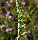 pupava bezlodyžná <i>(Carlina acaulis)</i> / List