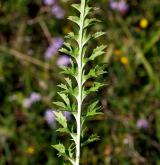 pupava bezlodyžná <i>(Carlina acaulis)</i> / List