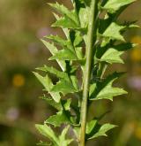 pupava bezlodyžná <i>(Carlina acaulis)</i> / List