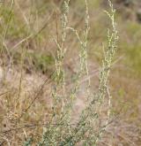 bytel rozprostřený <i>(Kochia prostrata)</i> / Habitus