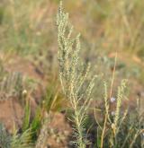 bytel rozprostřený <i>(Kochia prostrata)</i> / Habitus