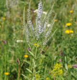 rozrazil latnatý <i>(Pseudolysimachion spurium)</i> / Habitus