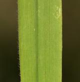 válečka prapořitá <i>(Brachypodium pinnatum)</i> / List