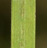 válečka prapořitá <i>(Brachypodium pinnatum)</i> / List