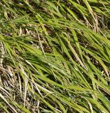 válečka prapořitá <i>(Brachypodium pinnatum)</i> / Habitus