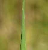 válečka prapořitá <i>(Brachypodium pinnatum)</i> / List