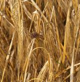 česnek viničný <i>(Allium vineale)</i> / Habitus