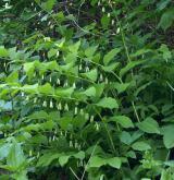 kokořík mnohokvětý <i>(Polygonatum multiflorum)</i> / Habitus