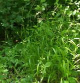 válečka lesní <i>(Brachypodium sylvaticum)</i> / Habitus