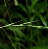 válečka lesní <i>(Brachypodium sylvaticum)</i> / Květ/Květenství