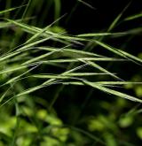 válečka lesní <i>(Brachypodium sylvaticum)</i> / Květ/Květenství