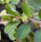 pryšec  <i>(Euphorbia prostrata)</i> / Květ/Květenství