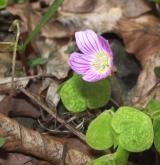 šťavel kyselý <i>(Oxalis acetosella)</i> / Habitus