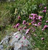Subalpínské trávníky s třtinou rákosovitou <i>(Calamagrostion arundinaceae)</i> / Porost