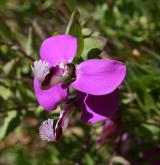 vítod myrtifolia <i>(Polygala myrtifolia)</i> / Květ/Květenství
