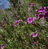 vítod myrtifolia <i>(Polygala myrtifolia)</i> / Habitus