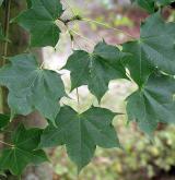 javor kapadocký <i>(Acer cappadocicum)</i>