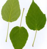 javor Davidův <i>(Acer davidii)</i> / List