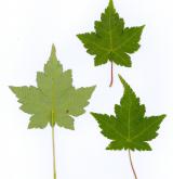javor Maximovičův <i>(Acer maximowiczii)</i> / List