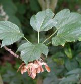 javor lejnicovitý <i>(Acer sterculiaceum)</i> / Plod