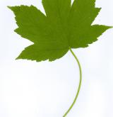 javor klen × Trautwetterův <i>(Acer ×pseudotrautwetteri)</i> / List