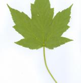 javor klen × Trautwetterův <i>(Acer ×pseudotrautwetteri)</i> / List